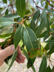 Eucalyptus curtisii
