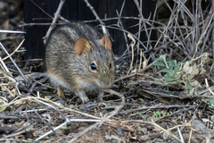 Rhabdomys pumilio