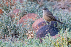 Cercotrichas coryphoeus