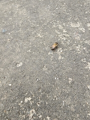 Apis mellifera scutellata