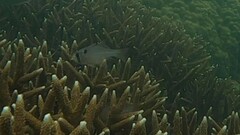 Nectamia