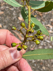 Eucalyptus curtisii