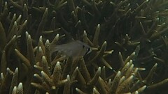 Nectamia