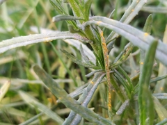 Coleosporium senecionis