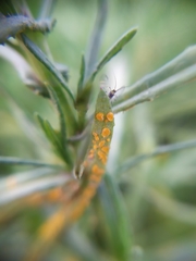 Coleosporium senecionis