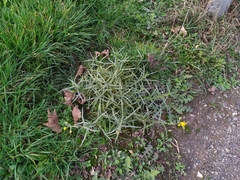 Coleosporium senecionis