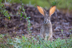 Lepus saxatilis