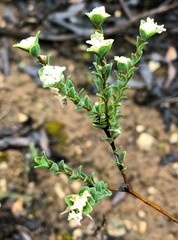 Pimelea flava