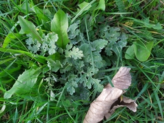 Podosphaera senecionis