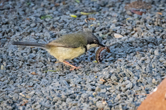 Apalis thoracica