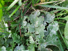 Podosphaera senecionis