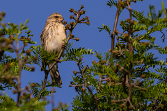 Crithagra atrogularis