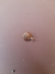 Gastropoda
