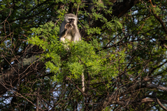 Chlorocebus pygerythrus pygerythrus