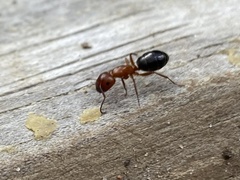 Myrmentoma