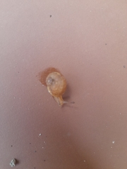 Gastropoda