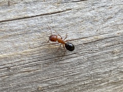 Myrmentoma