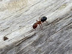 Myrmentoma