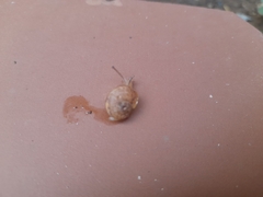 Gastropoda