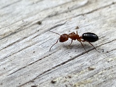 Myrmentoma
