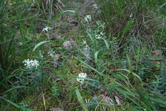 Pimelea humilis