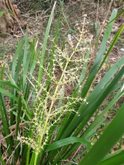 Lomandra hystrix
