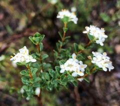 Pimelea flava