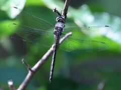 Zygonyx natalensis