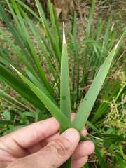 Lomandra hystrix