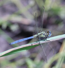Orthetrum abbotti