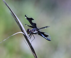 Palpopleura portia