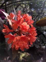Rhododendron javanicum kinabaluense