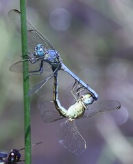 Orthetrum abbotti