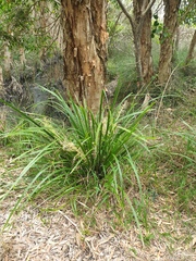 Lomandra hystrix