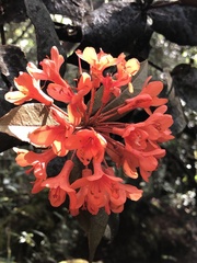 Rhododendron javanicum kinabaluense