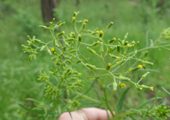 Senecio hispidulus