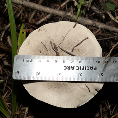 Tricholoma