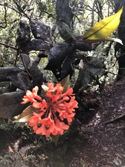 Rhododendron javanicum kinabaluense