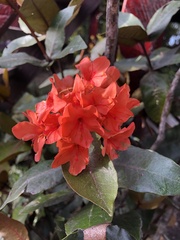 Rhododendron javanicum kinabaluense