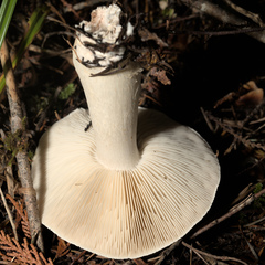 Tricholoma