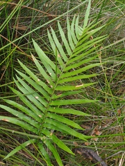 Telmatoblechnum indicum