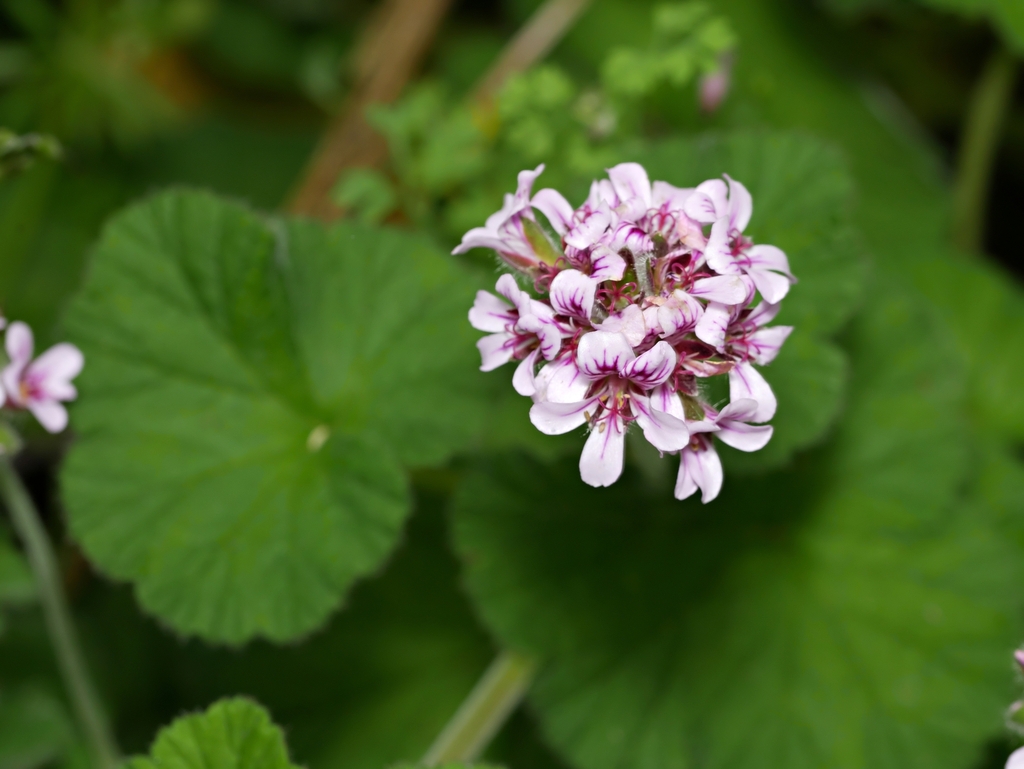 Austral Stork's-bill