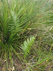 Telmatoblechnum indicum