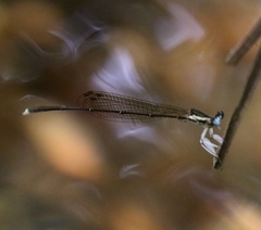 Proplatycnemis pseudalatipes