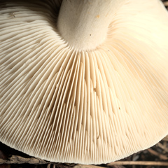 Tricholoma