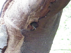 Chloropicus griseocephalus