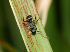 Polyrhachis phryne