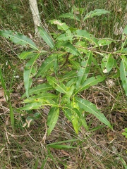 Notelaea longifolia
