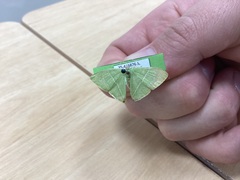 Urolitha bipunctifera