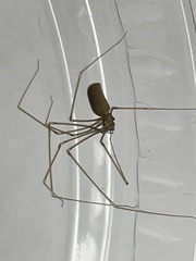 Pholcus opilionoides